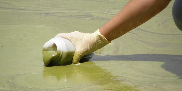 Image: Harmful Algal Blooms