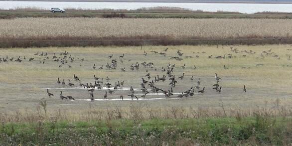 Image: Marsh Management at Blackwater National Wildlife Refuge