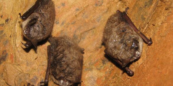 Image: Hibernating Bats with White-nose Syndrome
