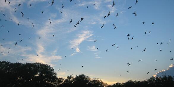 Image: Bats in a Texas Evening Sky