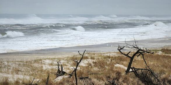 View from the dunes of waves crashing on a sandy beach with grassy shoreline and some dead trees under a gray sky.