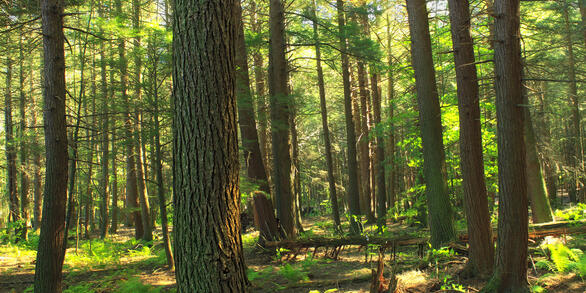 Forest of hemlock trees