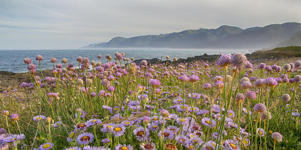 a field of purple flowers in front of an ocean coastline and cliffs