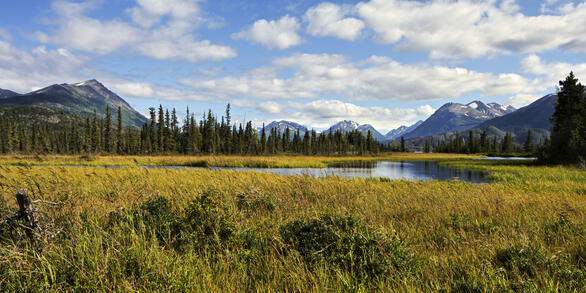 A winding river surrounded by tall green and yellow grasses with mountains in distance.