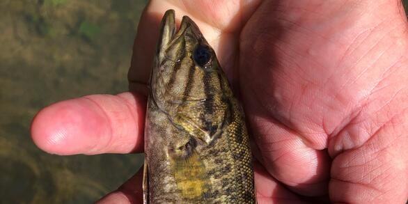Closeup photo of adolescent bass in the palm of a hand