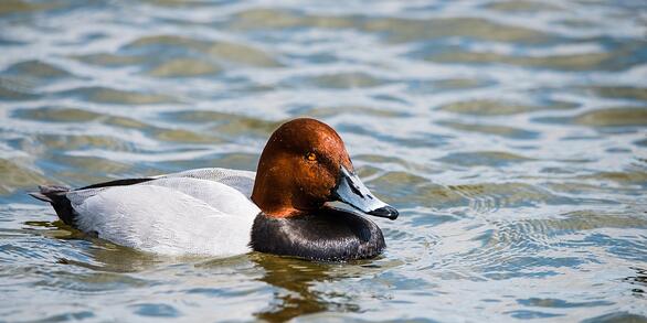 A duck with a red head, blue bill and black and white body floats on the water