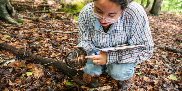 A female biologist holds an Eastern Box Turtle pointing to an indentation in the underside of the shell. 