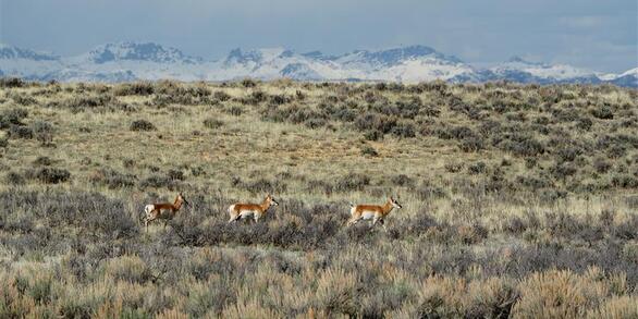 Three pronghorn walk across landscape