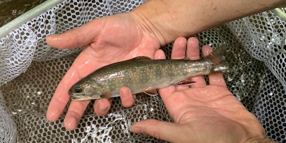 Photo of a brook trout observed in Owens Creek, Maryland