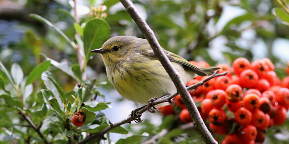 A yellow and gray bird is perched on a branch with green leaves and orange berries in the background