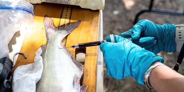 A scientist uses a syringe to extract blood from the tail end of a blue catfish on a white table.