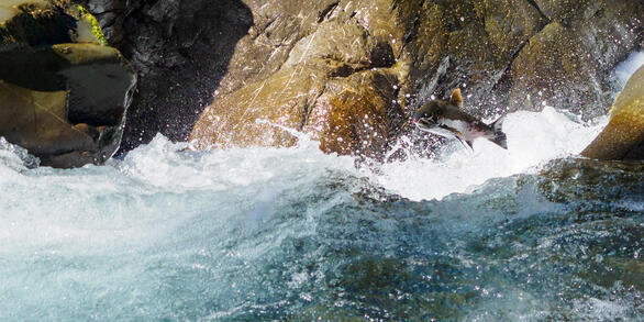 Coho salmon on the Sol Duc River