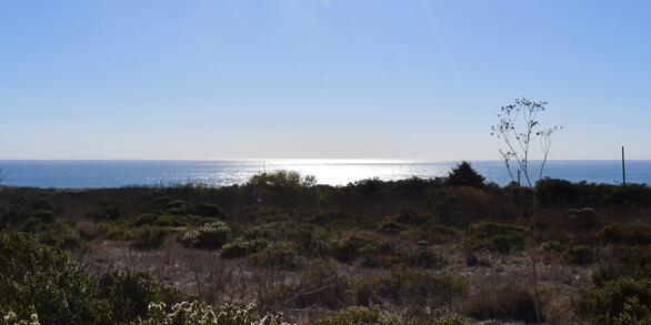 view of shrubs leading into the ocean, blue skys