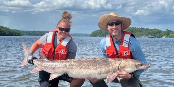 A male and female scientist wearing orange life jackets hold a large Atlantic sturgeon.