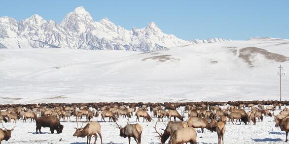 Elk and bison standing in the snow
