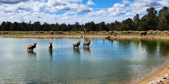 A herd of elk transverse a fire pond at Grand Canyon National Park, Arizona