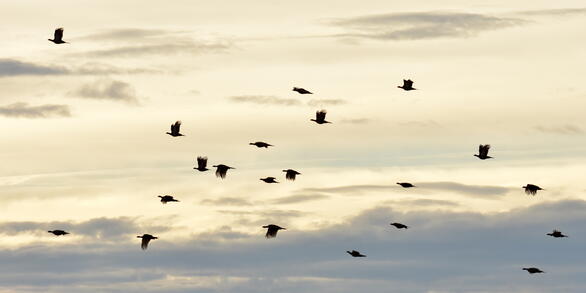 a flock of greater sage-grouse flying