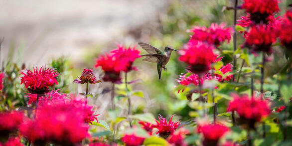 A tiny green and white hummingbird with outstretched wing dips its beak into a bright pink flower looking for nectar. 