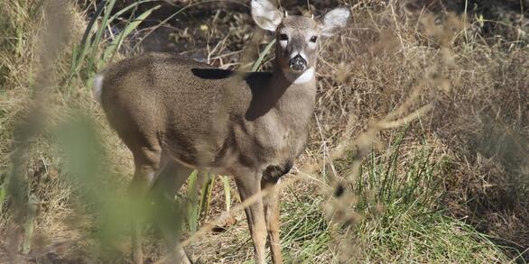 brown and white deer with dark eyes and small antlers