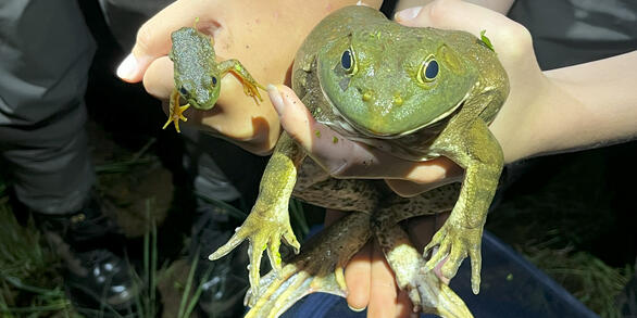 American bullfrogs