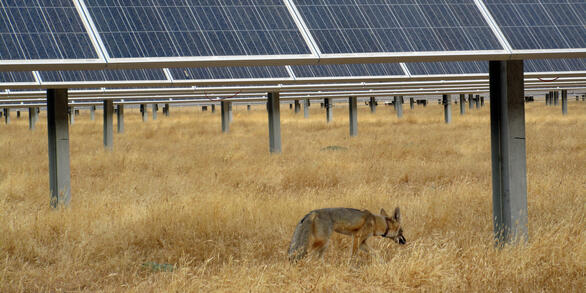 A kit fox walks through the grass next to a solar panel at Panoche Solar Farm