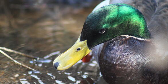 mallard duck with yellow bill, green head, and grey black feathers, on water