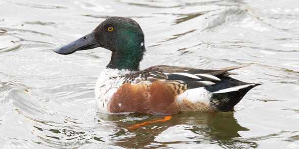 A brown, white and green duck swimming