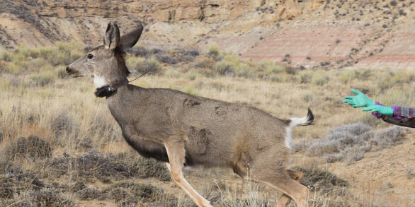 Collared mule deer