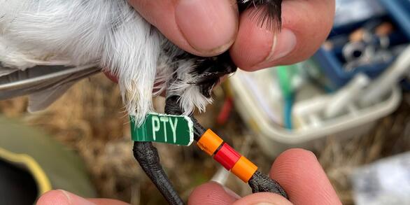 Researcher attaches a bird band to track the movement patterns of Dunlin shorebirds in northern Alaska