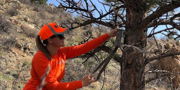 a researcher in bright orange USGS gear attaches a camera to a tree