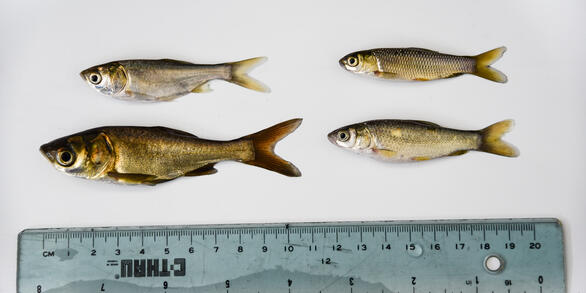 photo of invasive carps