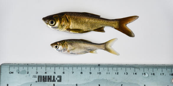 photo of a silver and bighead carps