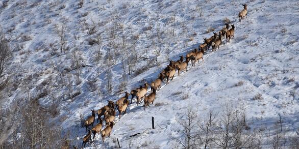 Aerial view of many robust elk walk in a tight line up a snow-covered hill