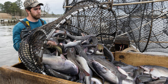 A man pours a group of fish out of a net