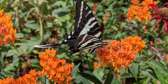 Zebra Swallowtail at the Hance Unit