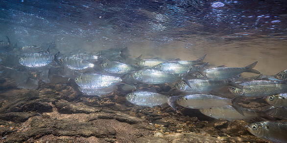A school of silver fish swim in a rocky stream. 