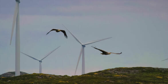 a pair of eagles soaring over a grassy hill, three wind turbines are in the background