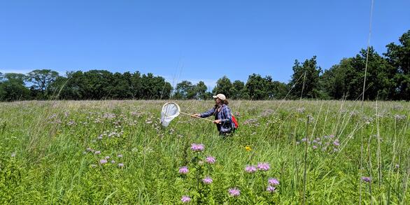 Scientist collecting insects with a net on a hoop