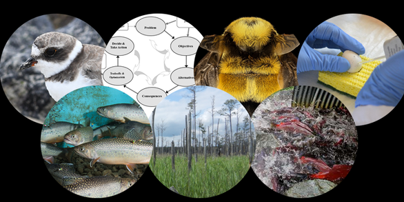 Collage of bird image, flowchart, fish, bee, trees