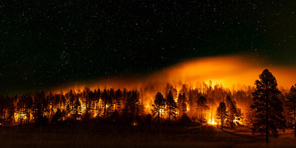 a fire burns between dark trees, with starry skies above