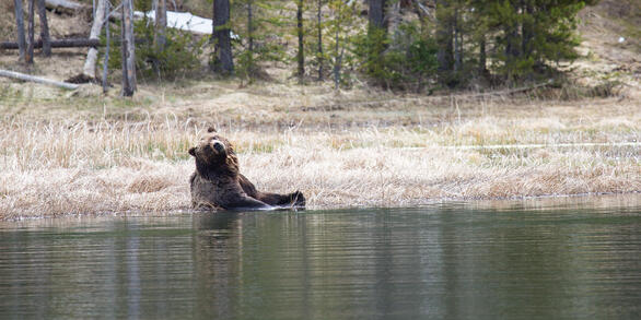 Grizzly bear sitting in a wetland