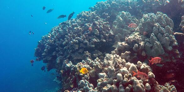 coral reef with fish and blue water