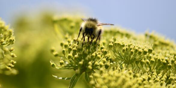 A yellow and black bumble bee feeding on a yellow flower.