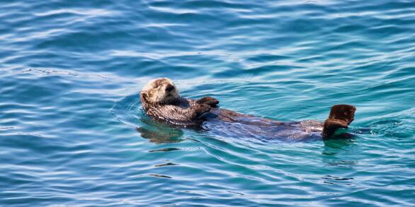 A brown sea otter sleeping on its back in blue/green water.