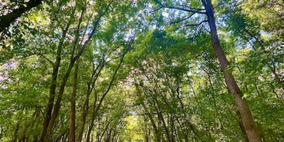 A paved surrounded by mature trees with green leaves. There is spotty sunlight peeking through the canopy cover and a gate at