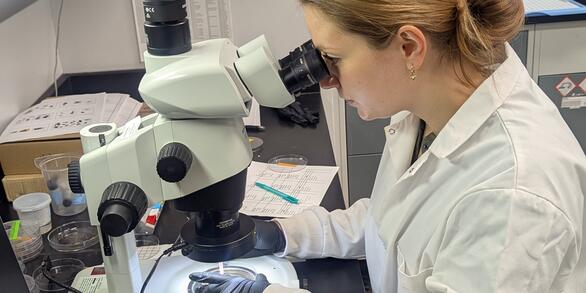 Analyzing macroscopic charcoal under a binocular microscope