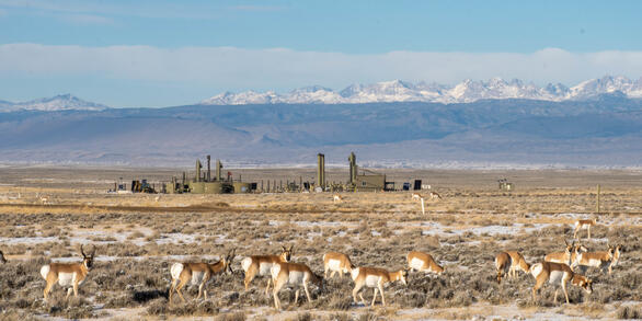 Large group of pronghorn grazing in front of a oil well field.