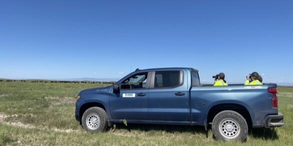 two people in yellow shirts holding binoculars sit in the back of a blue pickup truck. A herd of bison grazes far away.