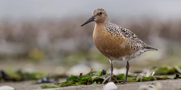 A Red Knot standing on the beach.