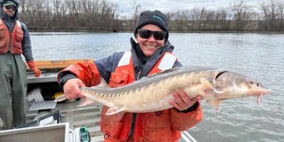 A female scientist holds a long, grey fish with large scales. 